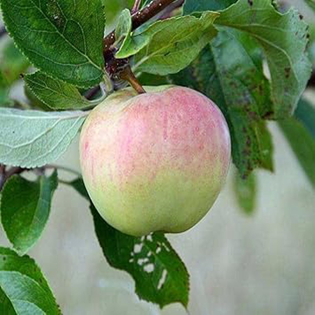 Pink and Green Apple Fruit Seeds for Planting  Diverse Apple Varieties, Heirloom & Non-GMO Seeds for Garden