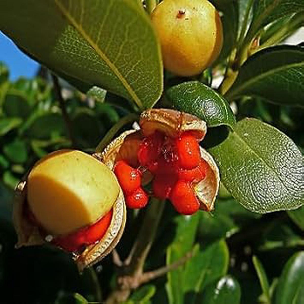Pitosforo (Pittosporum Tobira) Fruit Seeds for Planting Beautiful Home Gardens, Heirloom & GMO Free Seeds