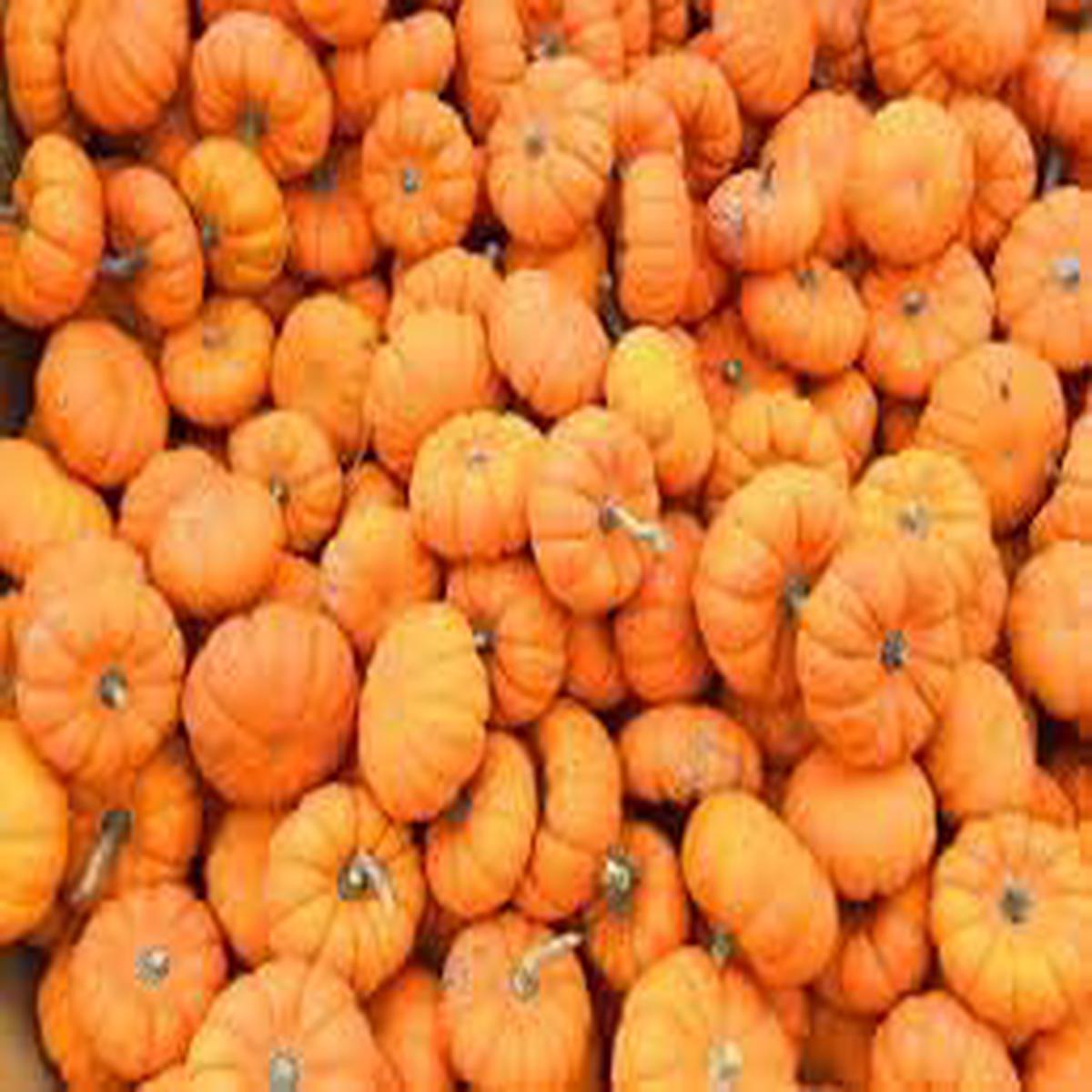 Pumpkin Seeds  Grow Hearty & Nutrient-Dense Pumpkins