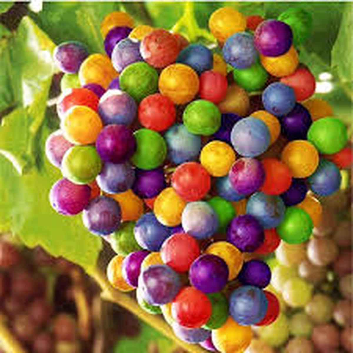 Rainbow Grape Fruit Seeds  Heirloom & Non-GMO Seeds for Colorful, Flavorful Grapes in Your Home Garden
