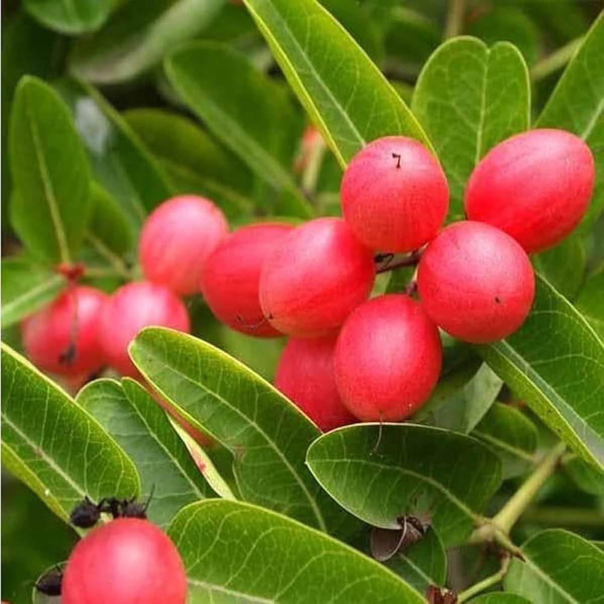 Rare Carissa Carandas (Karonda) Fruit Seeds Tangy & Exotic Vinegar Fruits, Heirloom & Non-GMO Seeds for Home Garden