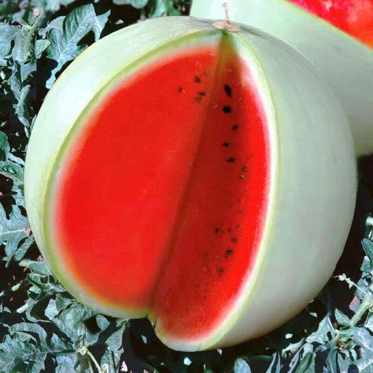 Rare Watermelon Snow White Fruit Seeds for Planting  Sweet Summer Heirloom, Non-GMO & Organic Seeds