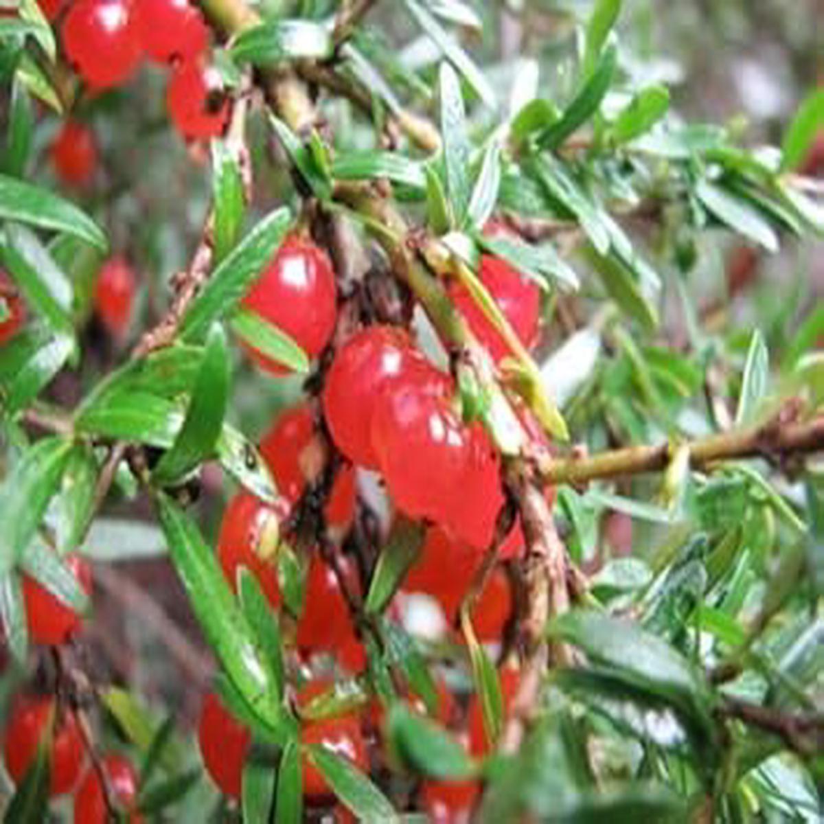 Red Coprosma Nitida Fruit Seeds for Planting | Heirloom Non-GMO Organic Seeds for Bright Red Landscape Fruits