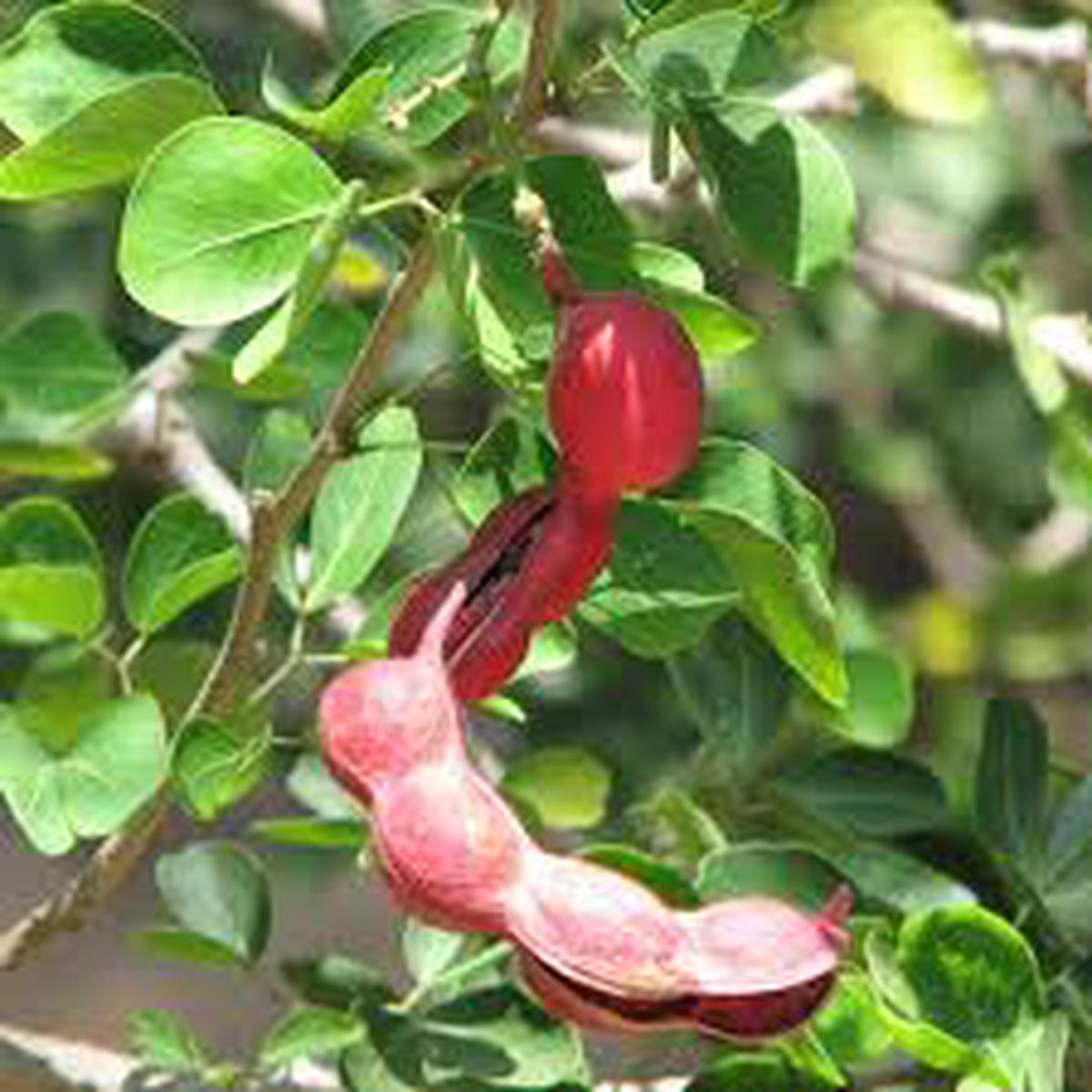 Red Guamuchil Fruit Seeds for Planting Sweet Manila Tamarind, Heirloom, High Germination, Non-GMO Organic Garden Seeds