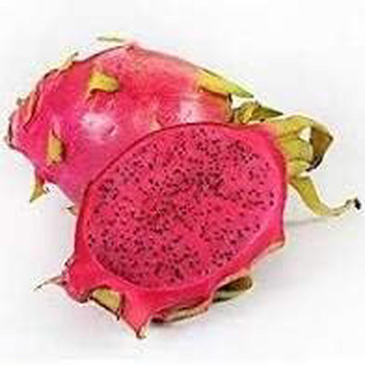Red Pitaya Fruit Seeds for Planting Sweet & Juicy Variety, Heirloom, Non-GMO, High Germination Organic Garden Seeds for Home Gardens