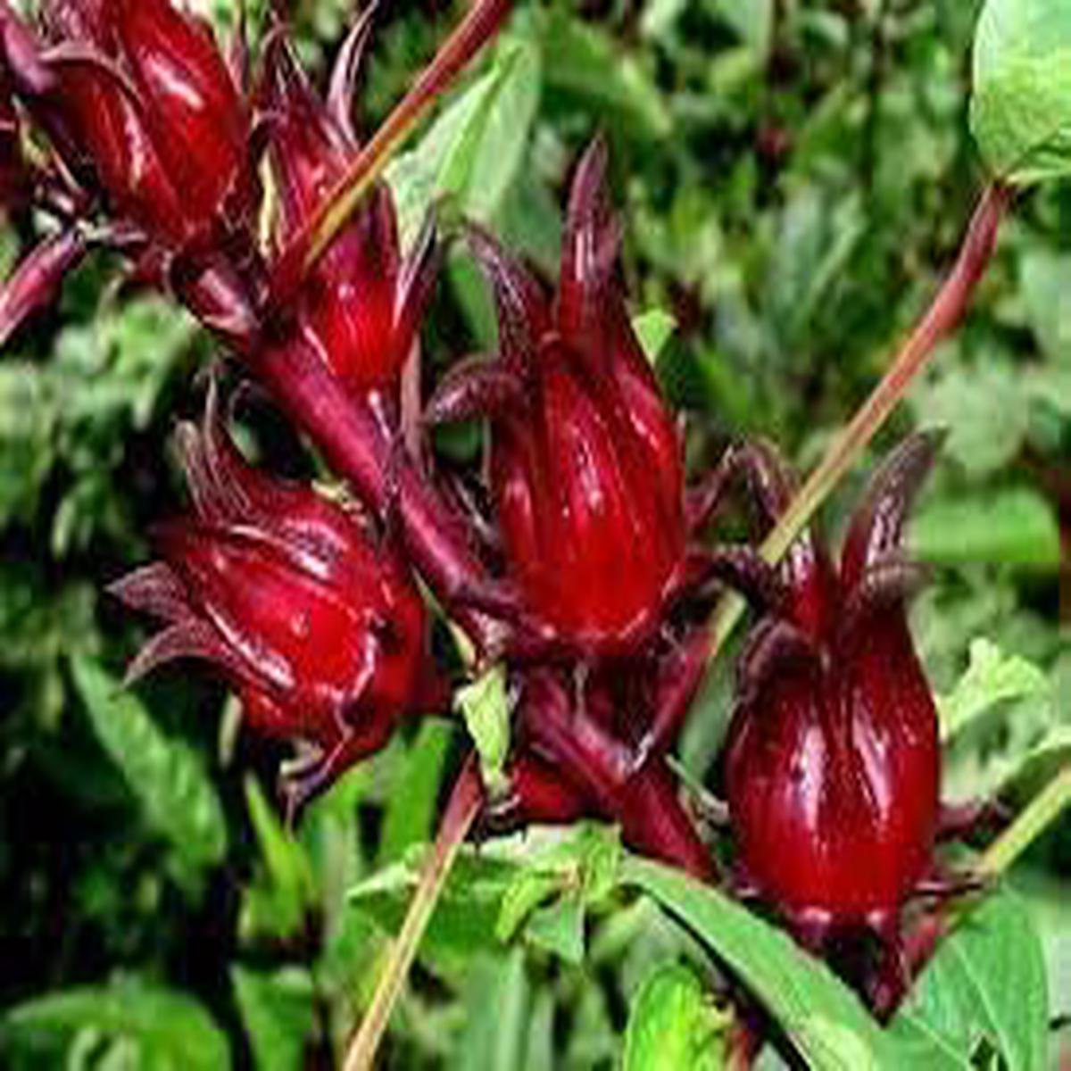 Roselle Hibiscus Seeds Grow Tart & Healthy Fruit for Drinks