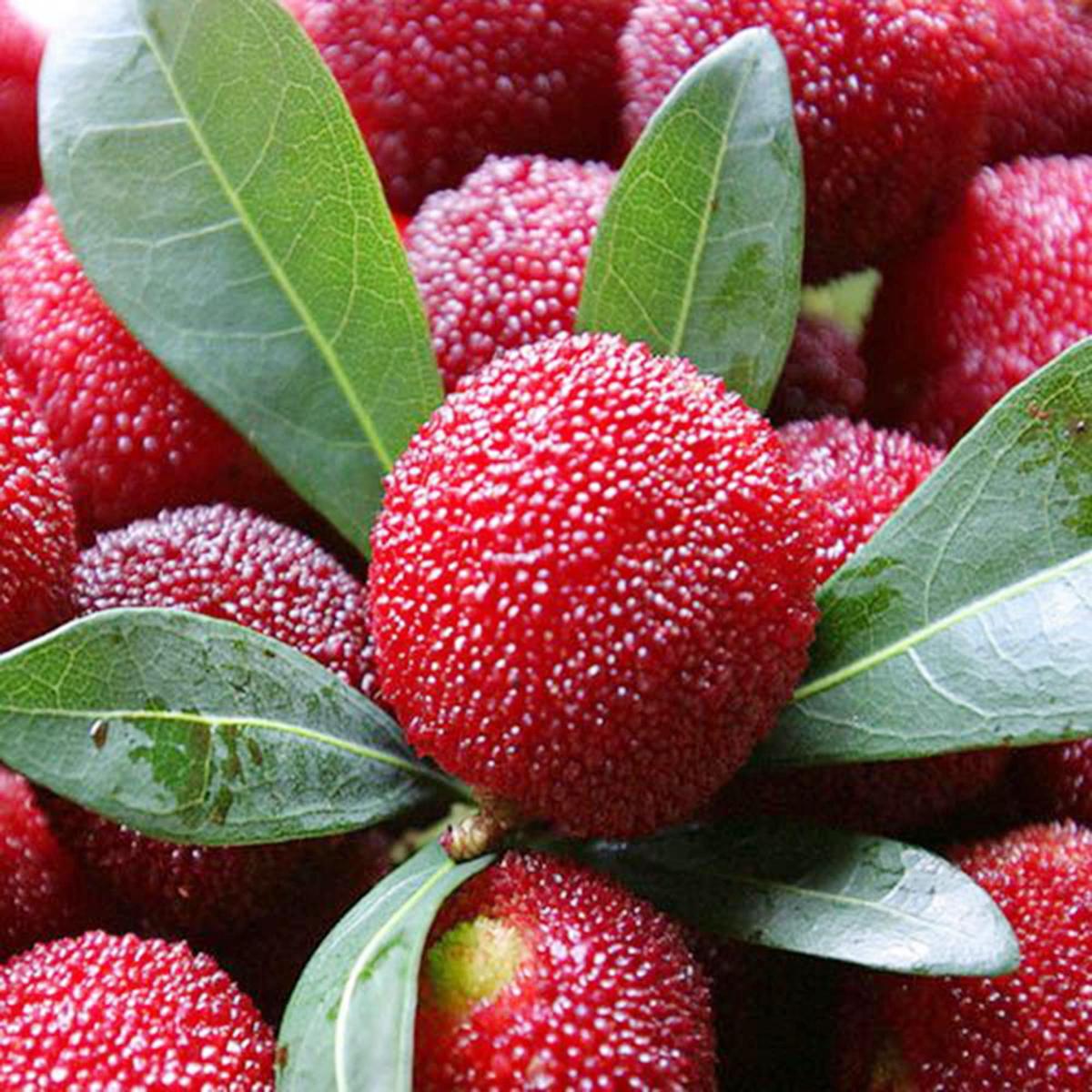 Rubra Fruit Seeds for Planting Rare Tropical Fruits, 100 pcs, Heirloom & Non-GMO, High Germination