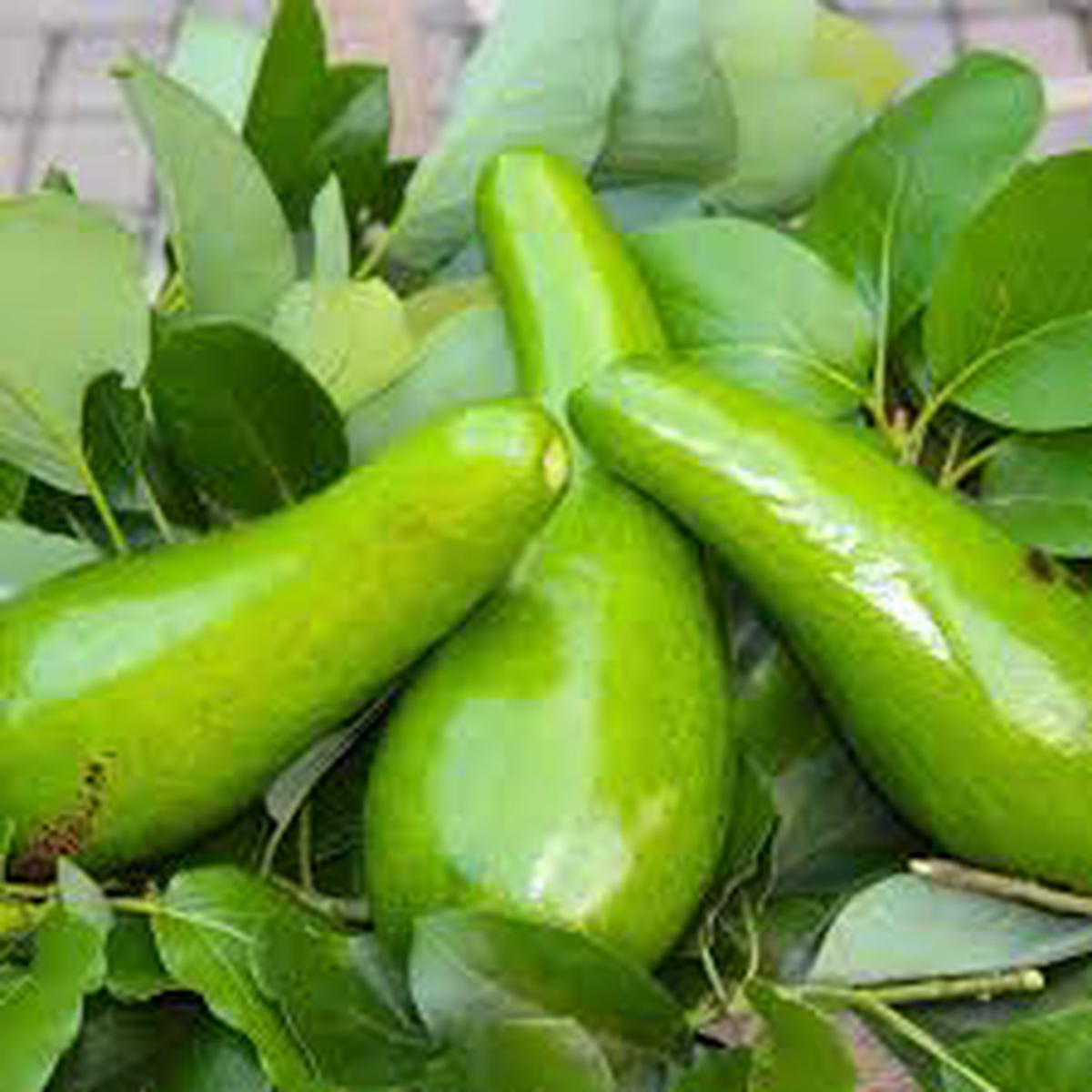 Russell Avocado (Butter Fruit) Seeds for Planting  Heirloom & Non-GMO Seeds for Home Garden