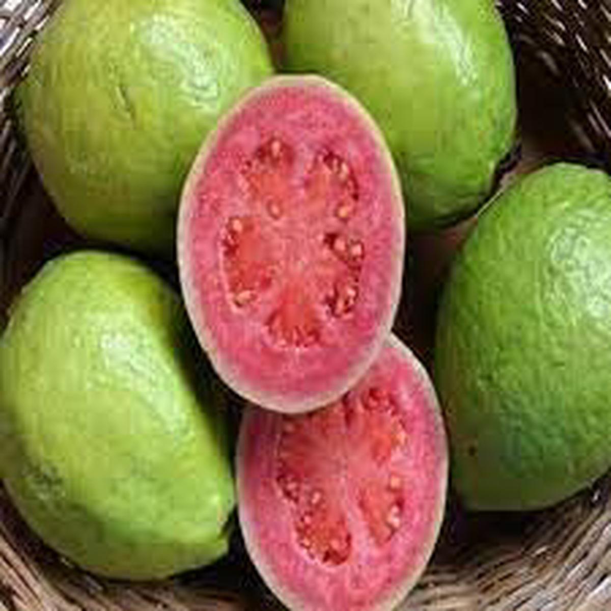 Salak Seeds for Unique Snakeskin-Like Tropical Fruits