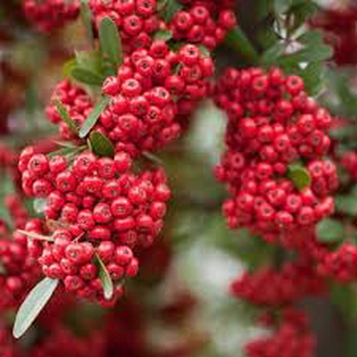 Scarlet Firethorn Fruit Seed Pack for Planting | Heirloom Non-GMO Seeds for Spicy, Tart Berries