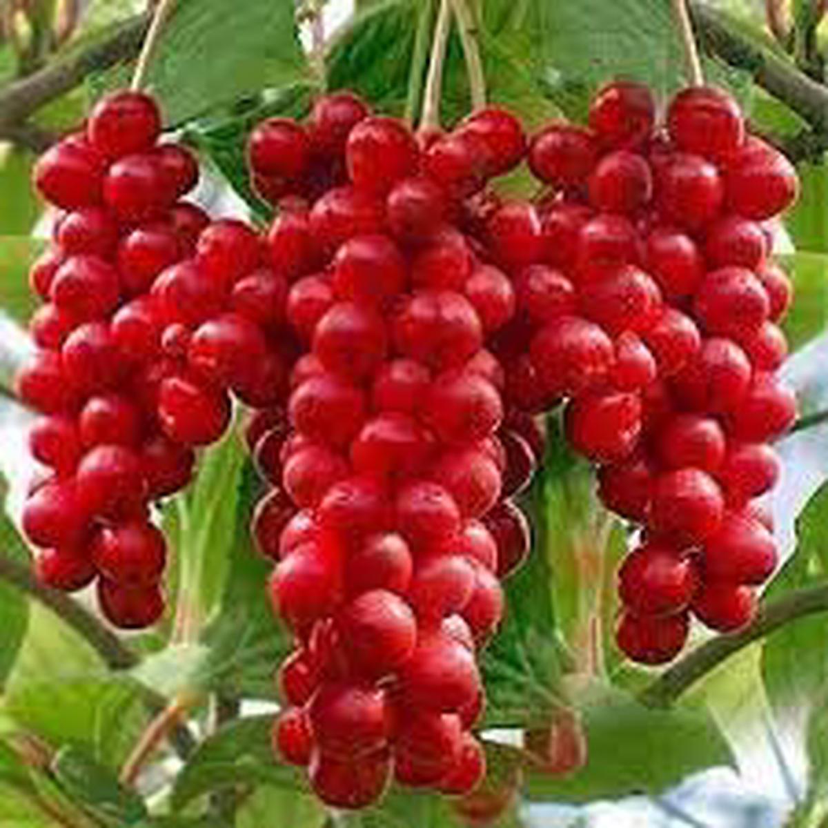 Schisandra Seeds  Grow Adaptogenic & Flavorful Fruits