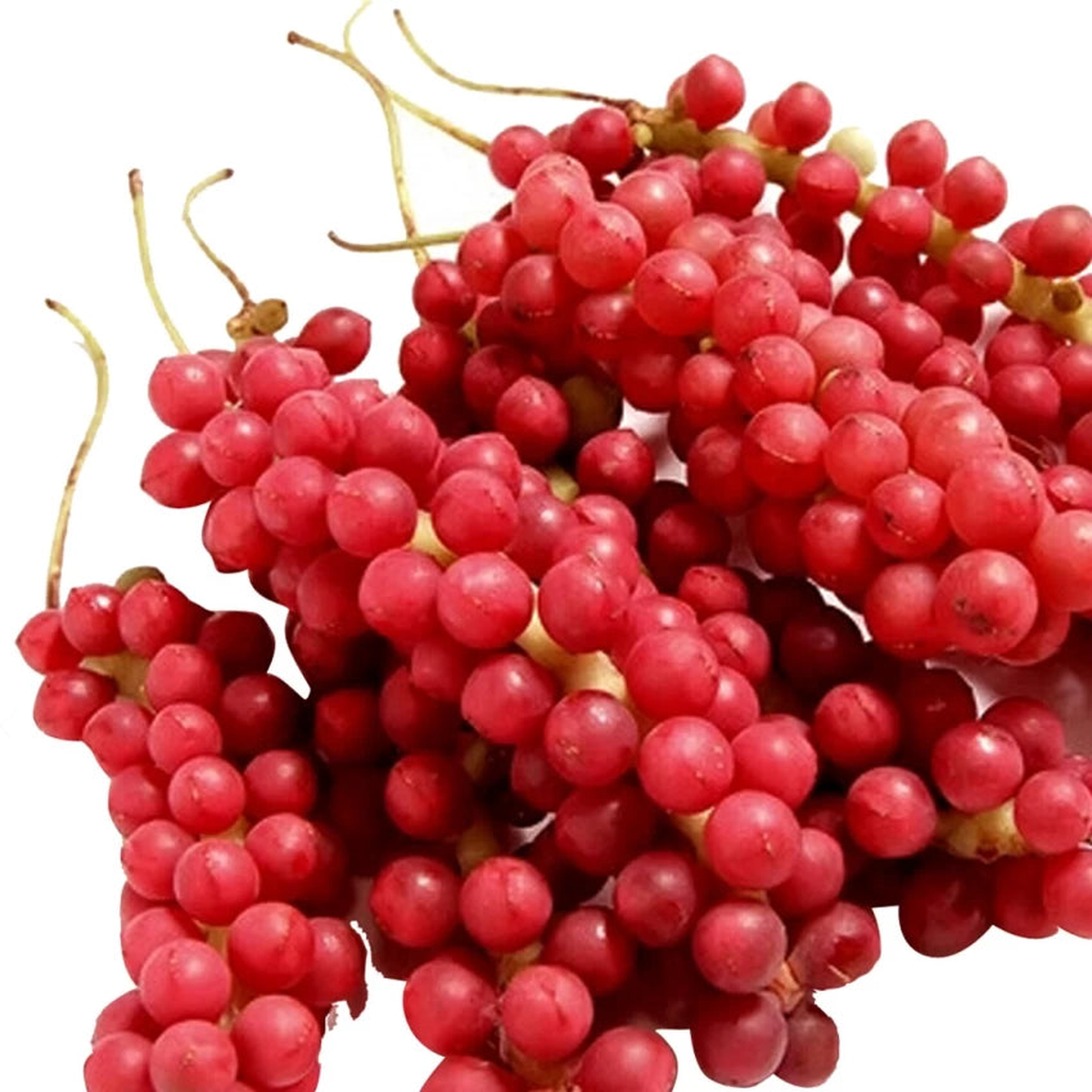 Schisandra Tree Seeds for Planting  Heirloom, Non-GMO, High Germination Organic Garden Seeds for Medicinal and Unique Fruit