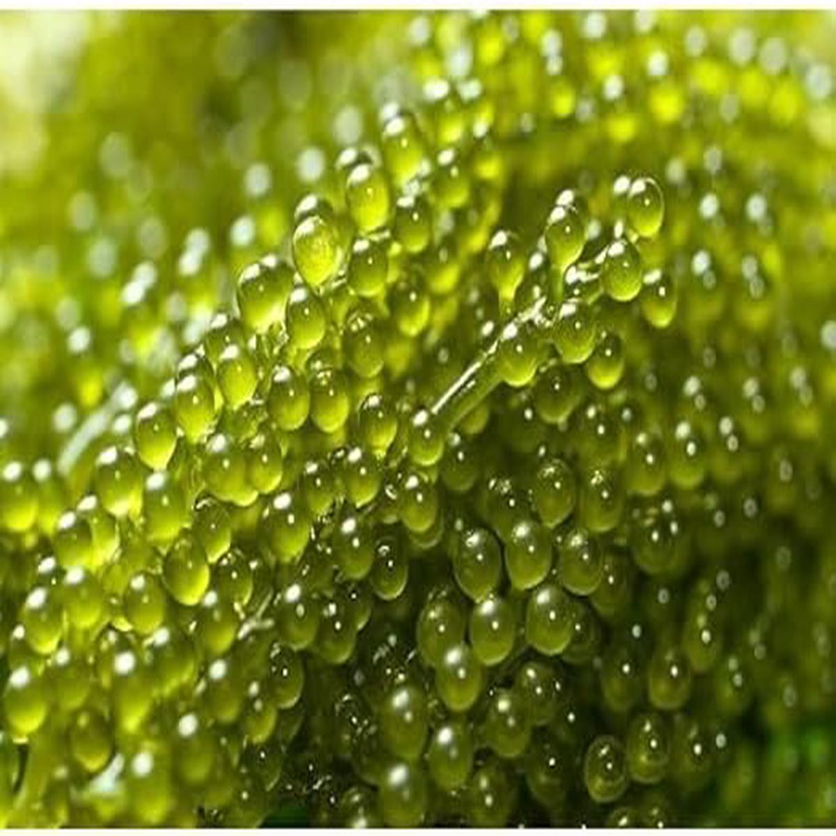 Seagrape Fruit Seeds  Unique Coastal Garden Delight