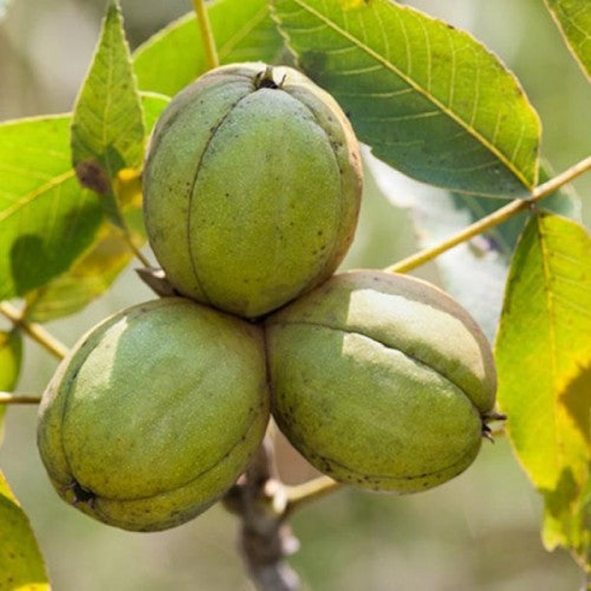 Shagbark Hickory (Carya ovata) Seeds Hardy & Reliable Nuts for Your Backyard, Heirloom Seeds