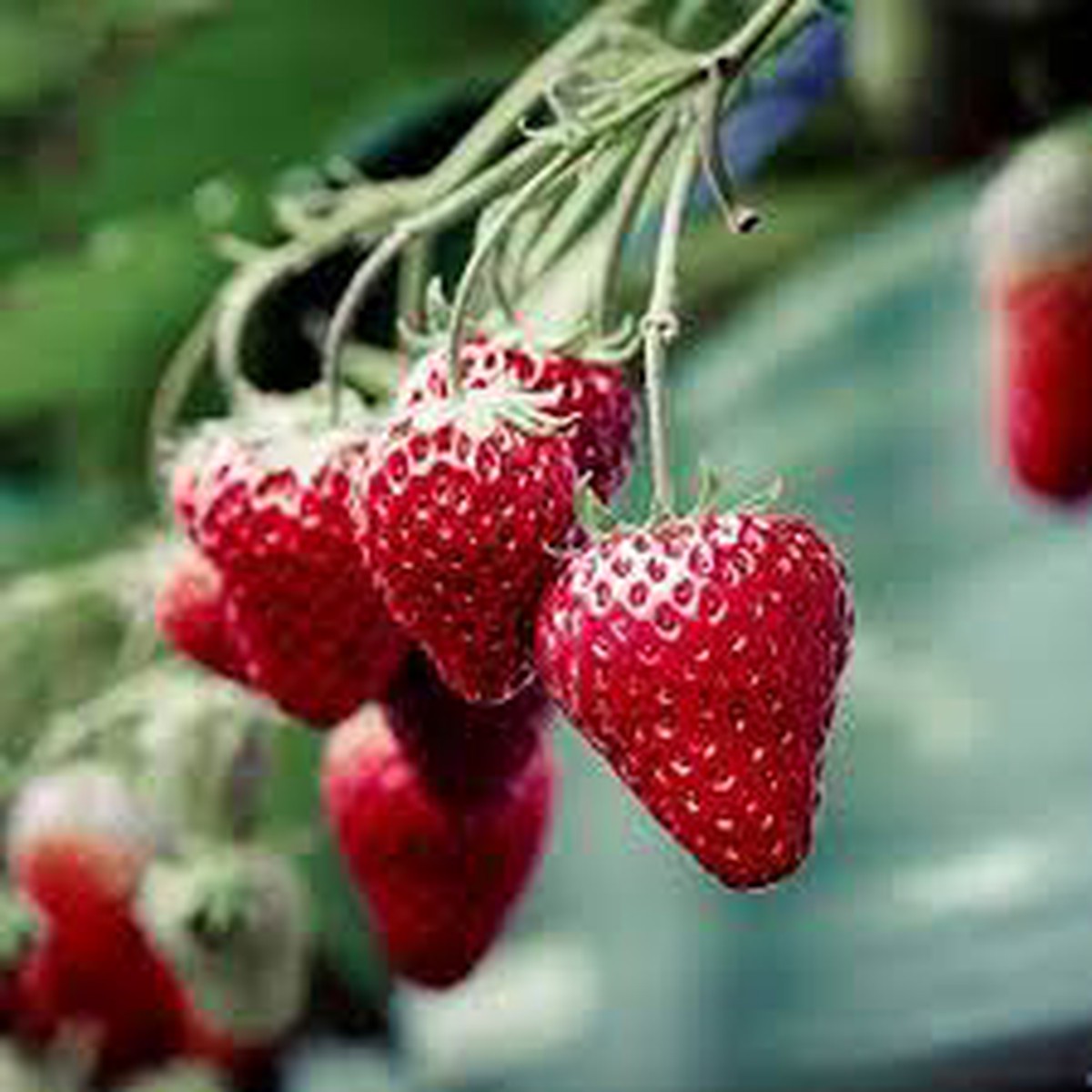 Strawberry Seascape Fruit Seeds for Planting Juicy, Sweet, Heirloom, High Germination, Non-GMO Organic Garden Seeds