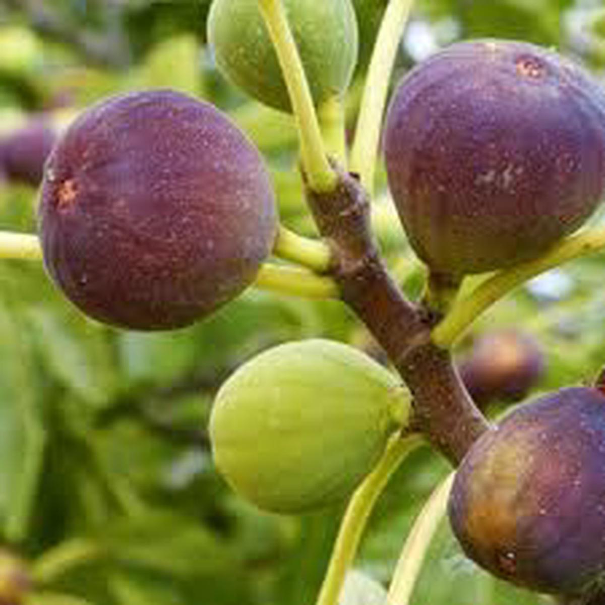 Sweet Fig Fruit Seeds for Planting  Juicy Mediterranean Figs, Heirloom & Non-GMO, High Germination Seeds