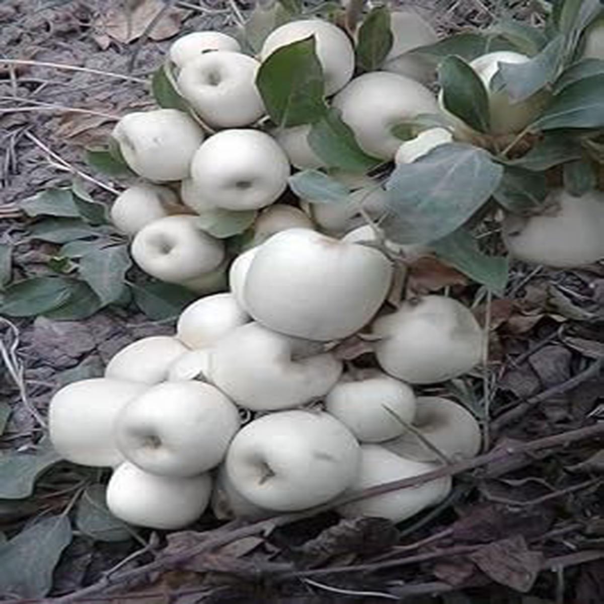 White Apple Fruit Seeds Premium Quality Heirloom & Non-GMO Seeds for Home Garden Planting