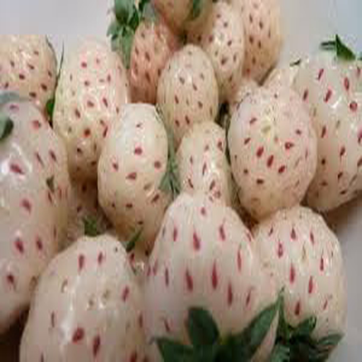 White Strawberry Seeds for Planting  Grow Rare, Sweet White Berries, Heirloom & Non-GMO, High Germination