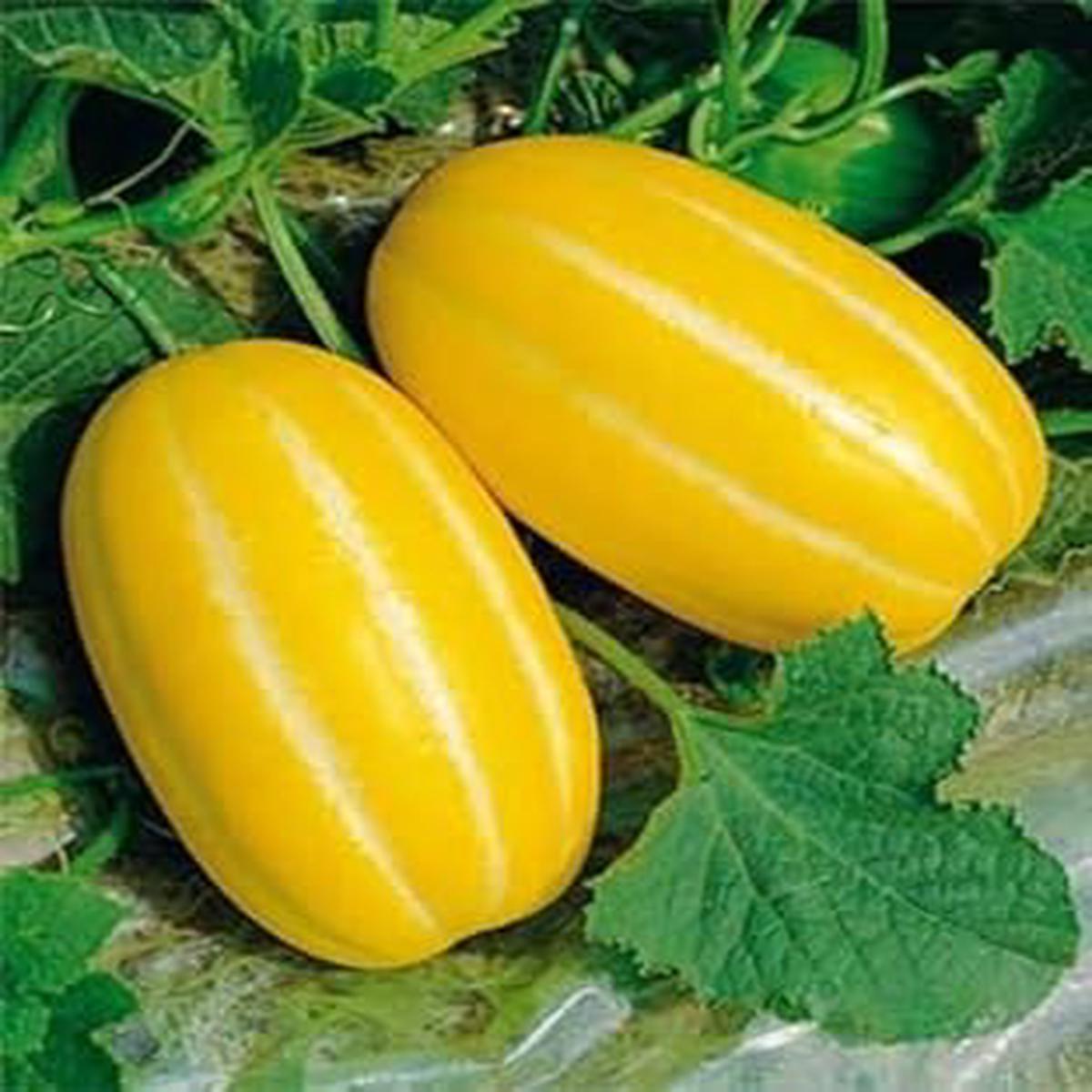 Yellow Musk Melon Fruit Seeds  25pcs, Exotic, Sweet Melons for Your Garden, Heirloom & Non-GMO Seeds