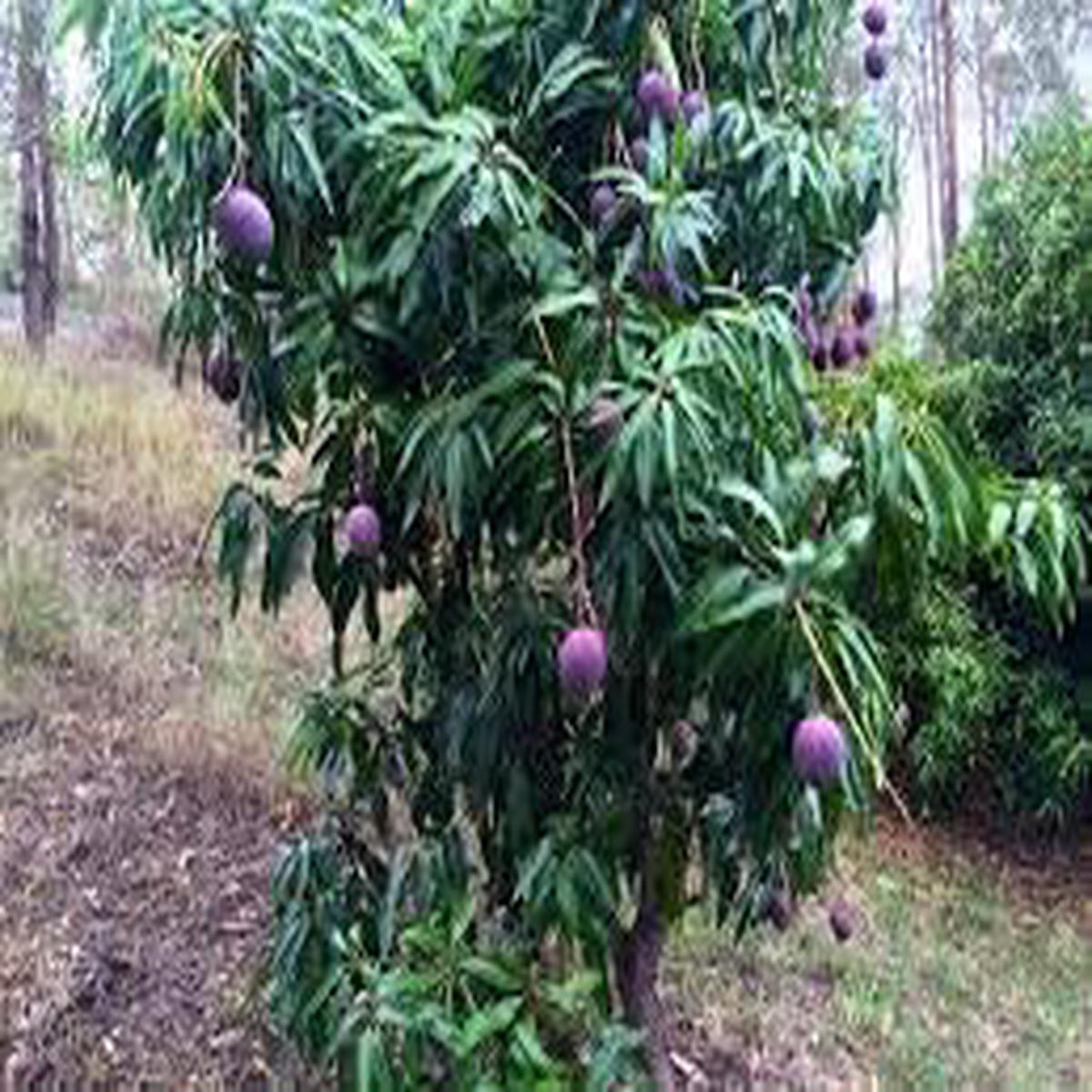 Annona Reticulata Fruit Seeds for Planting Delicious Creamy Fruits, Heirloom & Non-GMO, High Germination Seeds