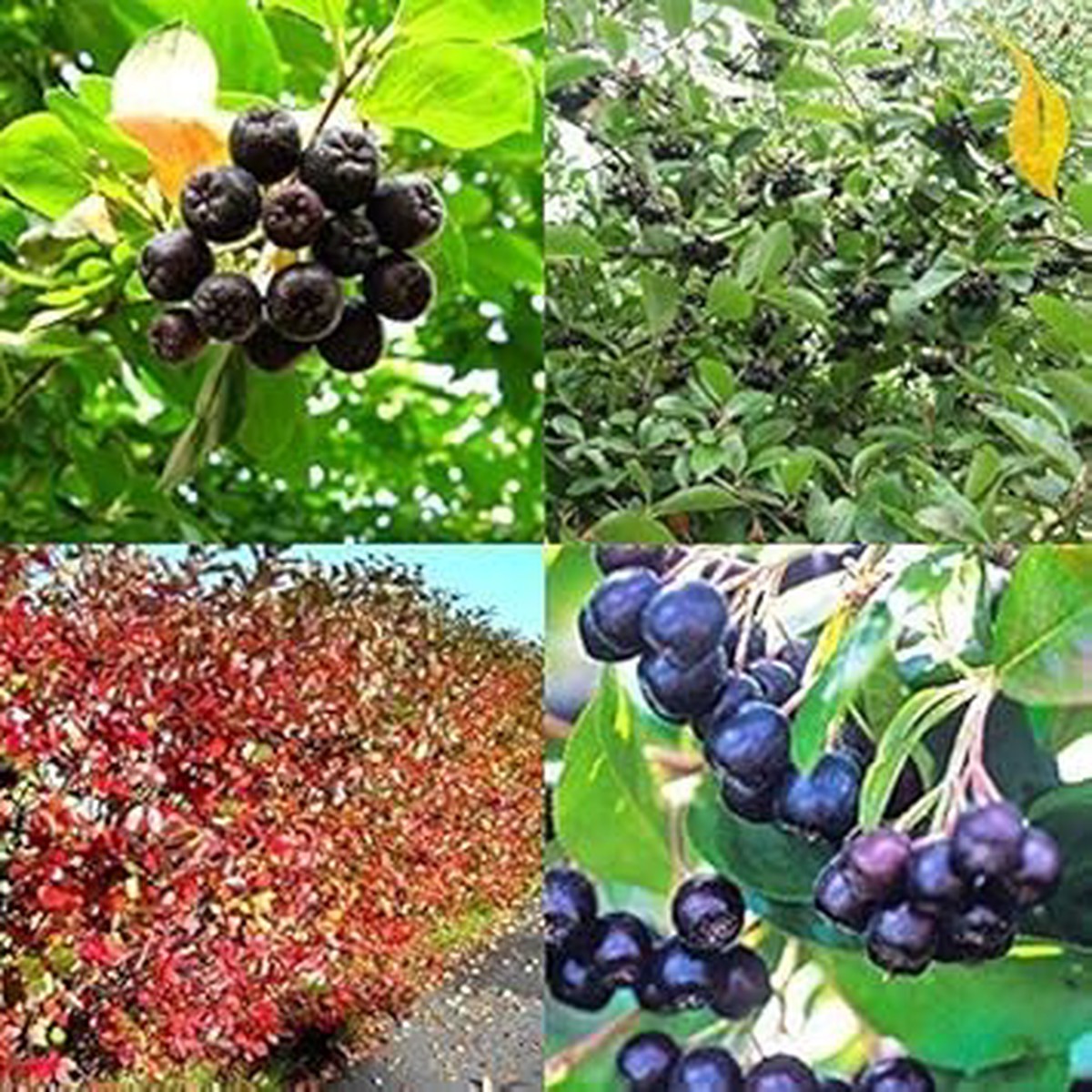 Aronia Melanocarpa Fruit Seeds for Planting Nutrient-Dense Superfoods, Heirloom & Non-GMO, High Germination Seeds