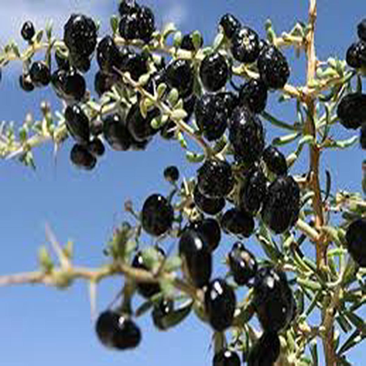 Black Goji Berry Fruit Seeds for Planting  Heirloom Non-GMO High Germination Organic Garden Seeds