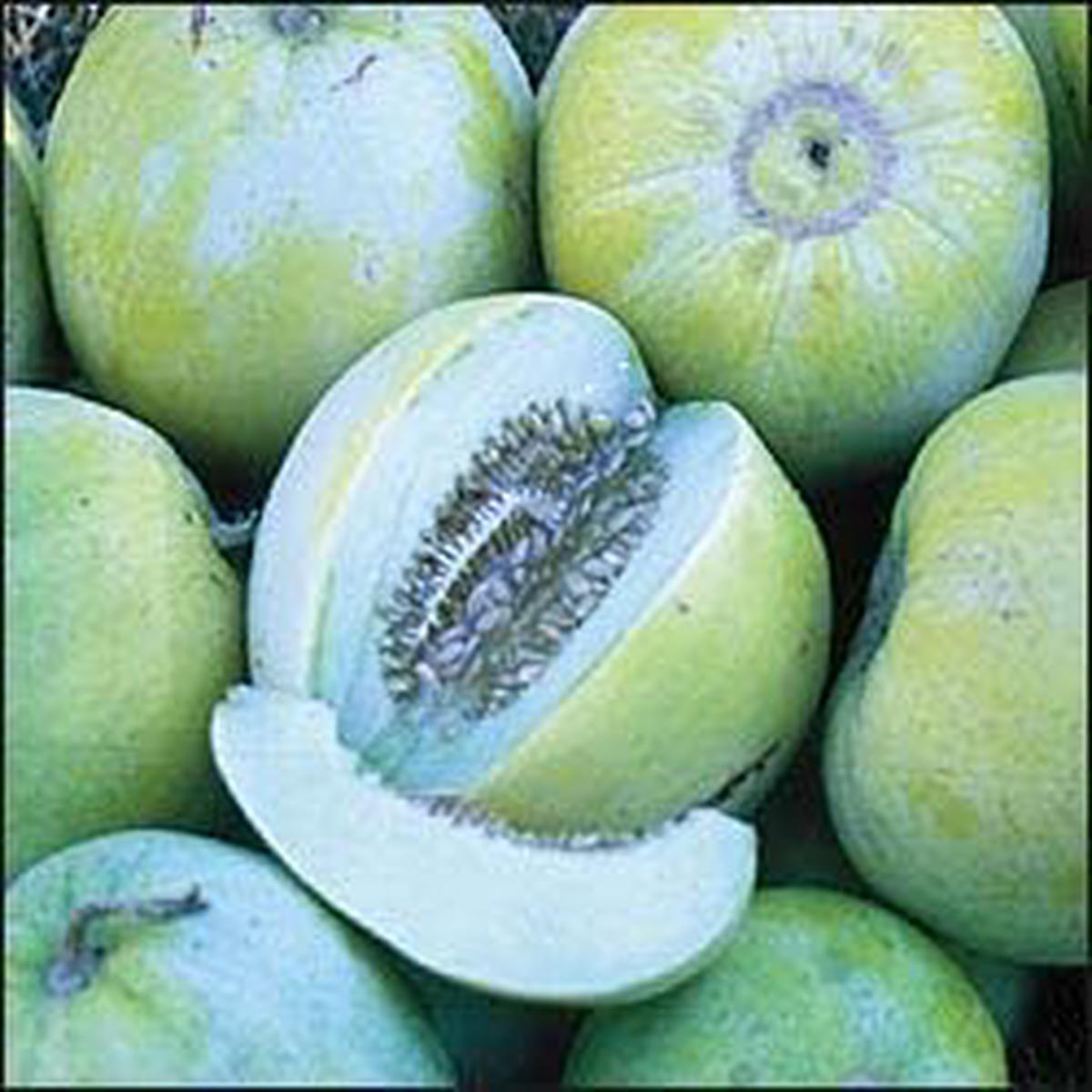 Blue Cantaloupe Fruit Seeds for Planting  Heirloom, Non-GMO Seeds for Sweet & Unique Garden Melons
