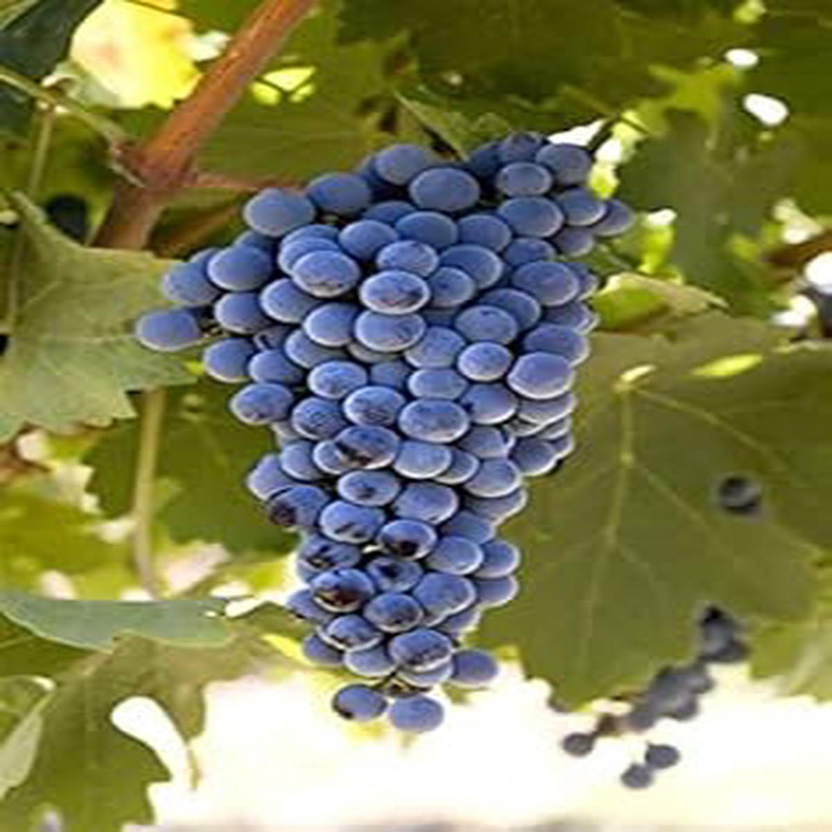 Cabernet Sauvignon Grape Bush Plant Seeds for Planting Heirloom, High Germination, Non-GMO Organic Seeds for Home Garden