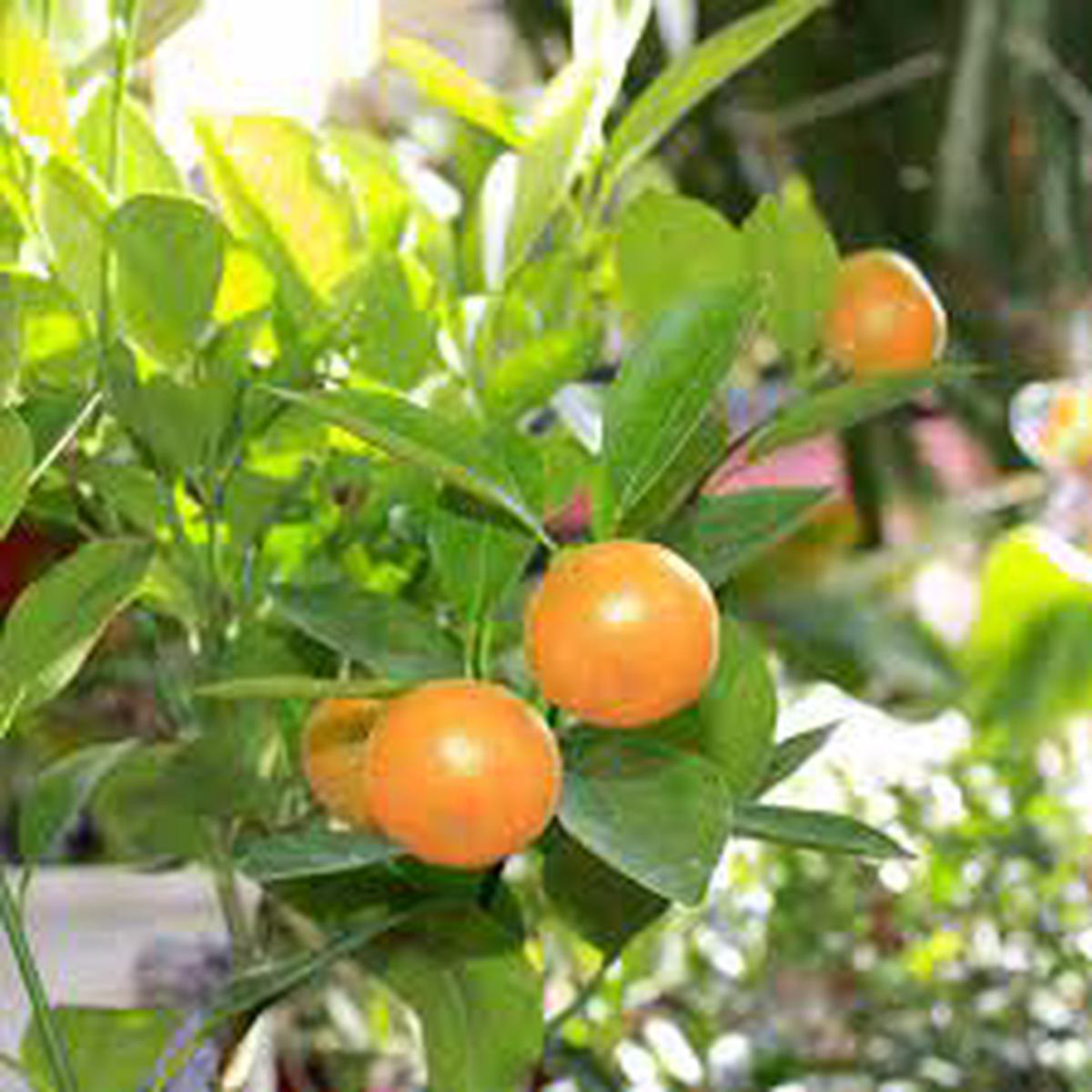 Calamondin Miniature Orange Plant Seeds for Planting Heirloom Non-GMO High Germination Organic Garden Seeds