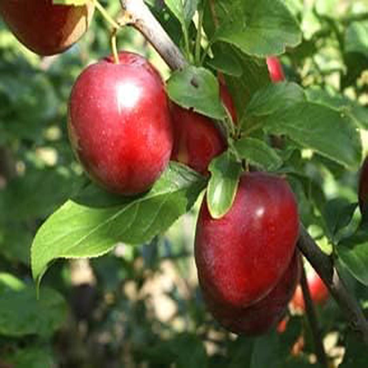 Cherry Plum Fruit Seeds for Planting  Heirloom Non-GMO High Germination Organic Garden Seeds