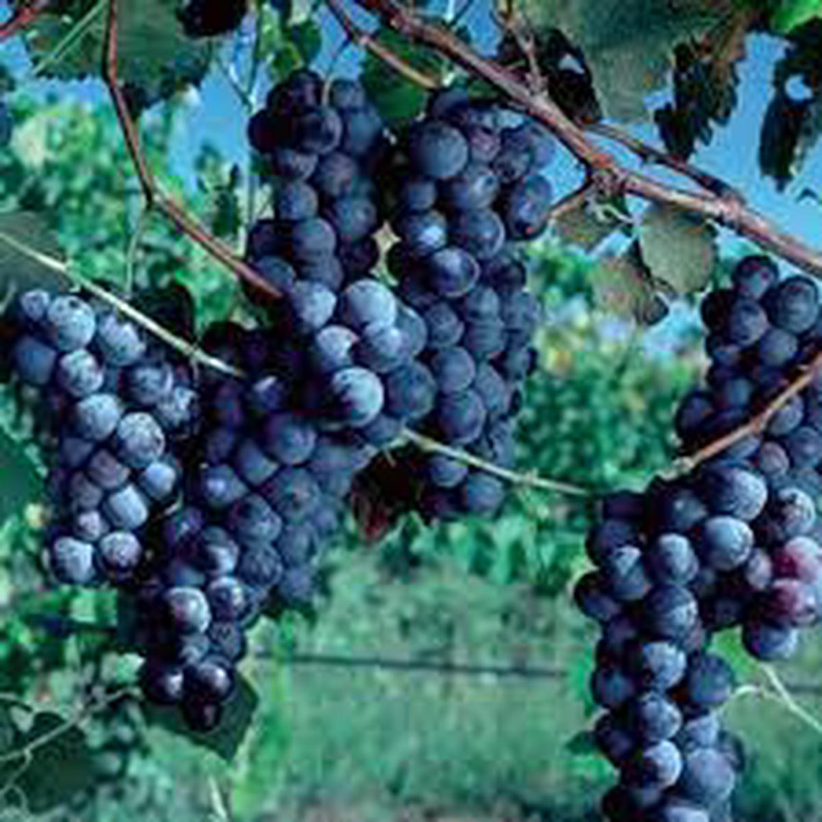 Concord Seedless Grape Vine for Planting Heirloom, Non-GMO, High Germination Organic Garden Seeds for Robust, Flavorful Grapes