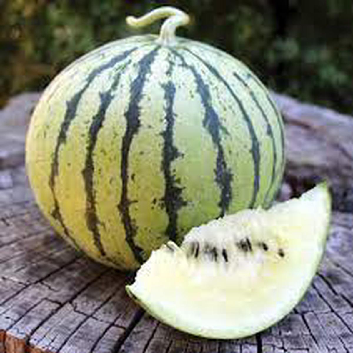 Cream of Saskatchewan Watermelon Fruit Seeds for Planting  Sweet, Refreshing Watermelons, Heirloom & Non-GMO Seeds