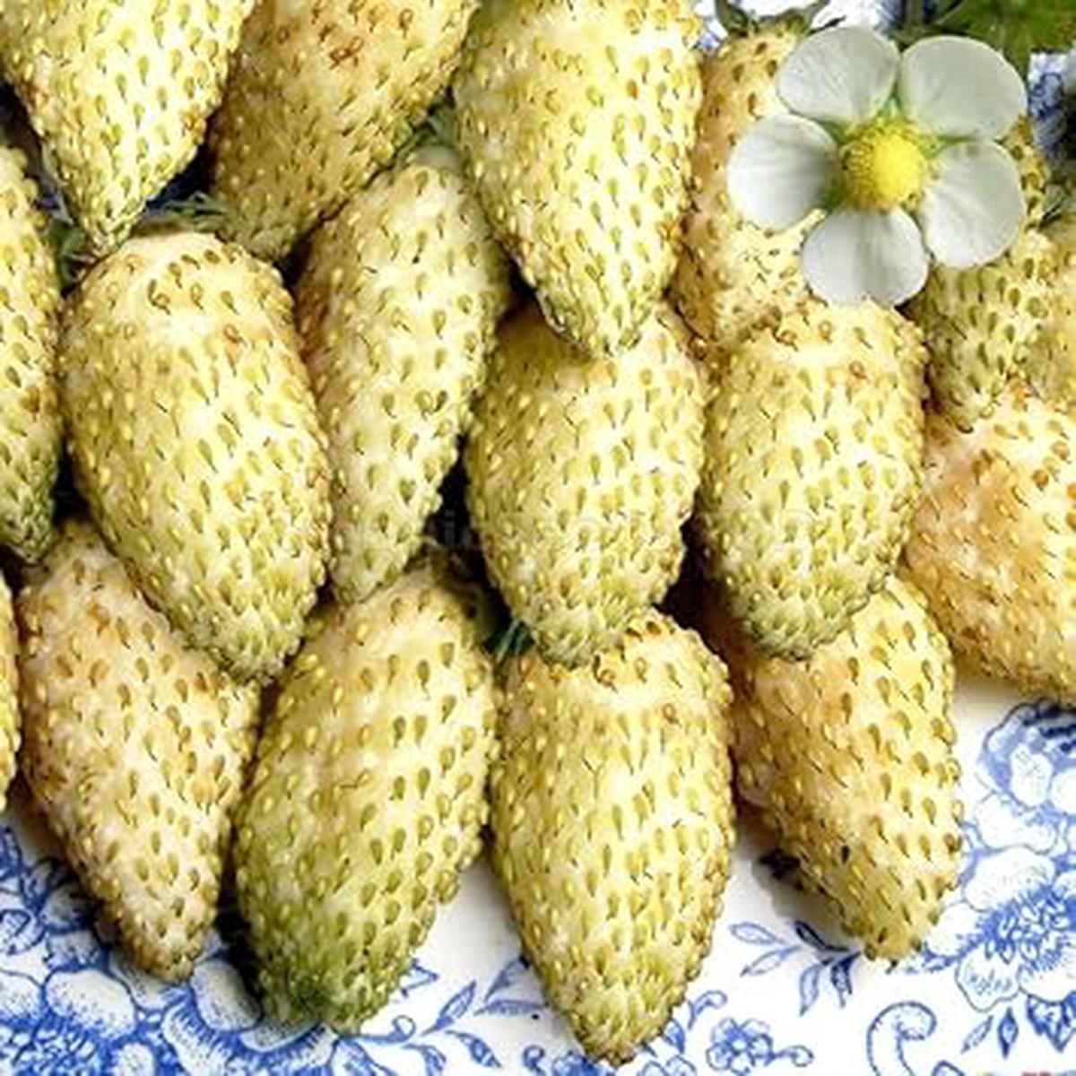 Cream Strawberry Fruit Seeds for Planting  Unique Harvest, Heirloom & Non-GMO Seeds for Home Garden