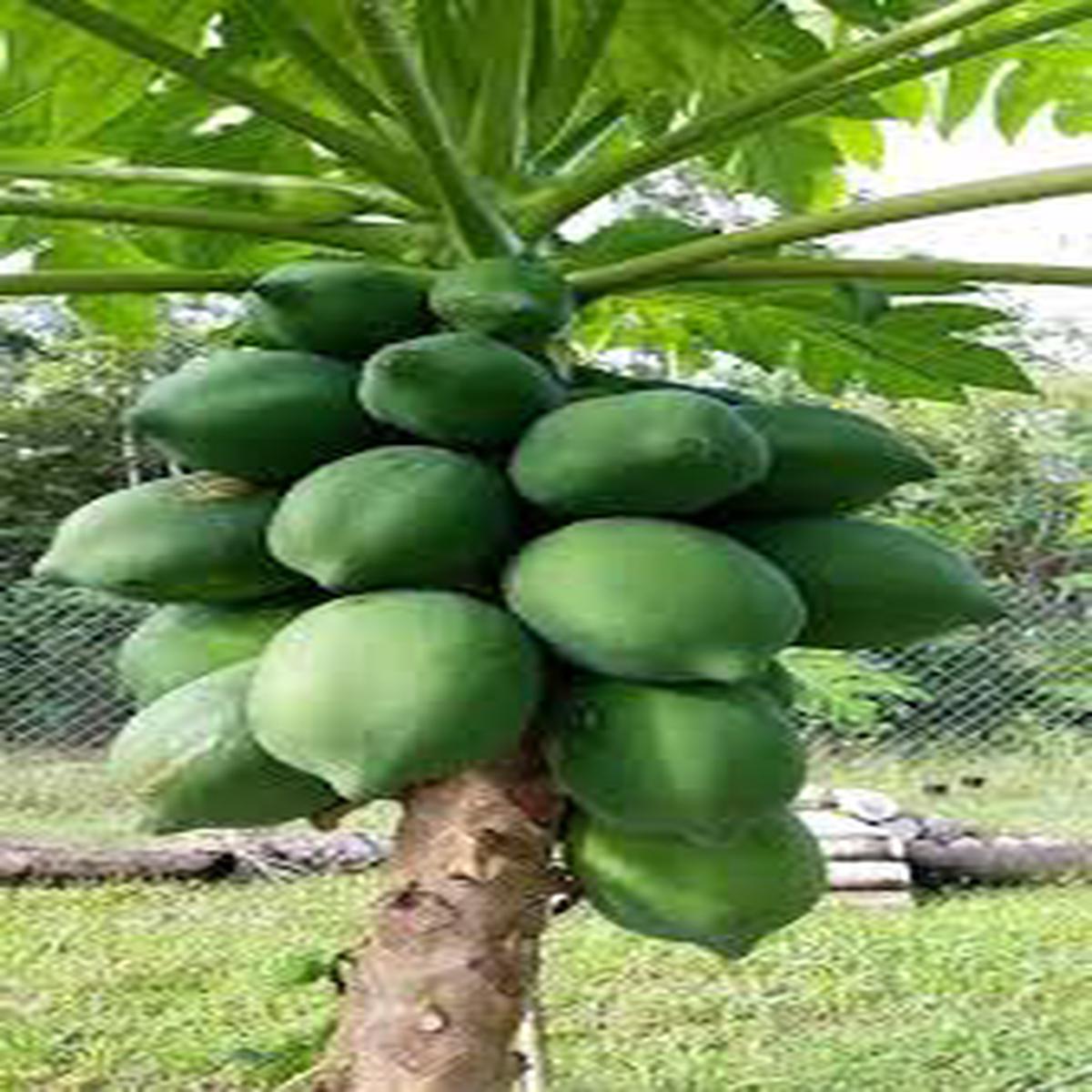 Dark Green Papaya Fruit Seeds for Planting Tropical Papayas for Home Garden, Heirloom & Non-GMO Seeds