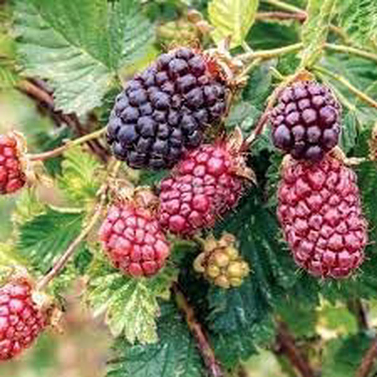 Dewberry Fruit Seeds for Planting Heirloom, Easy-to-Grow, Delicious Berries, Non-GMO, High Germination