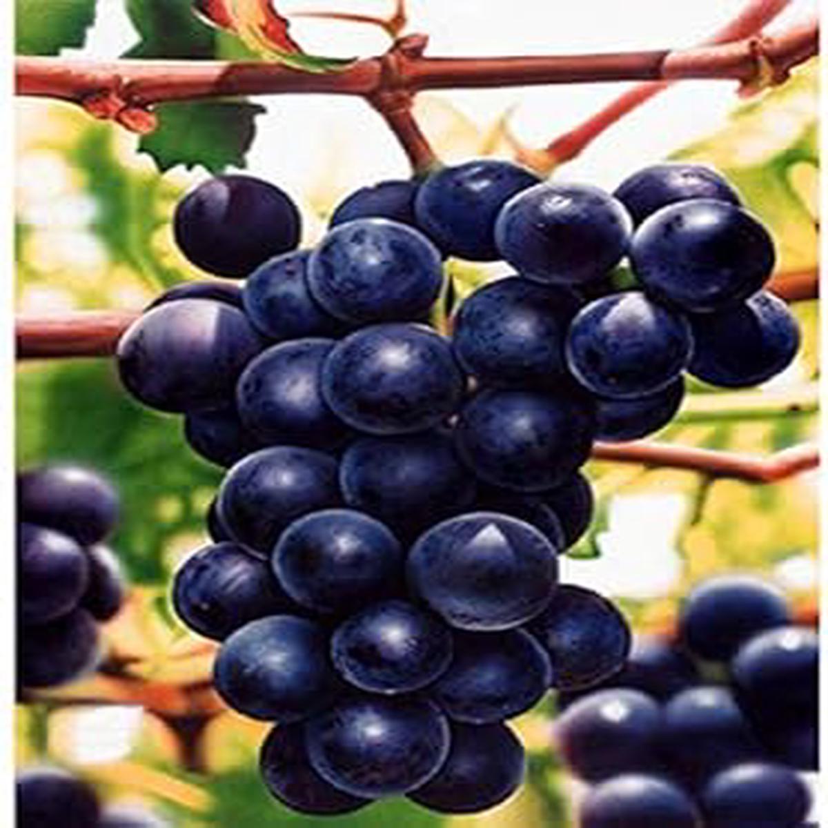 Fresh Dark Purple Grape Fruit Seeds for Planting Heirloom, Non-GMO, High Germination Organic Garden Seeds