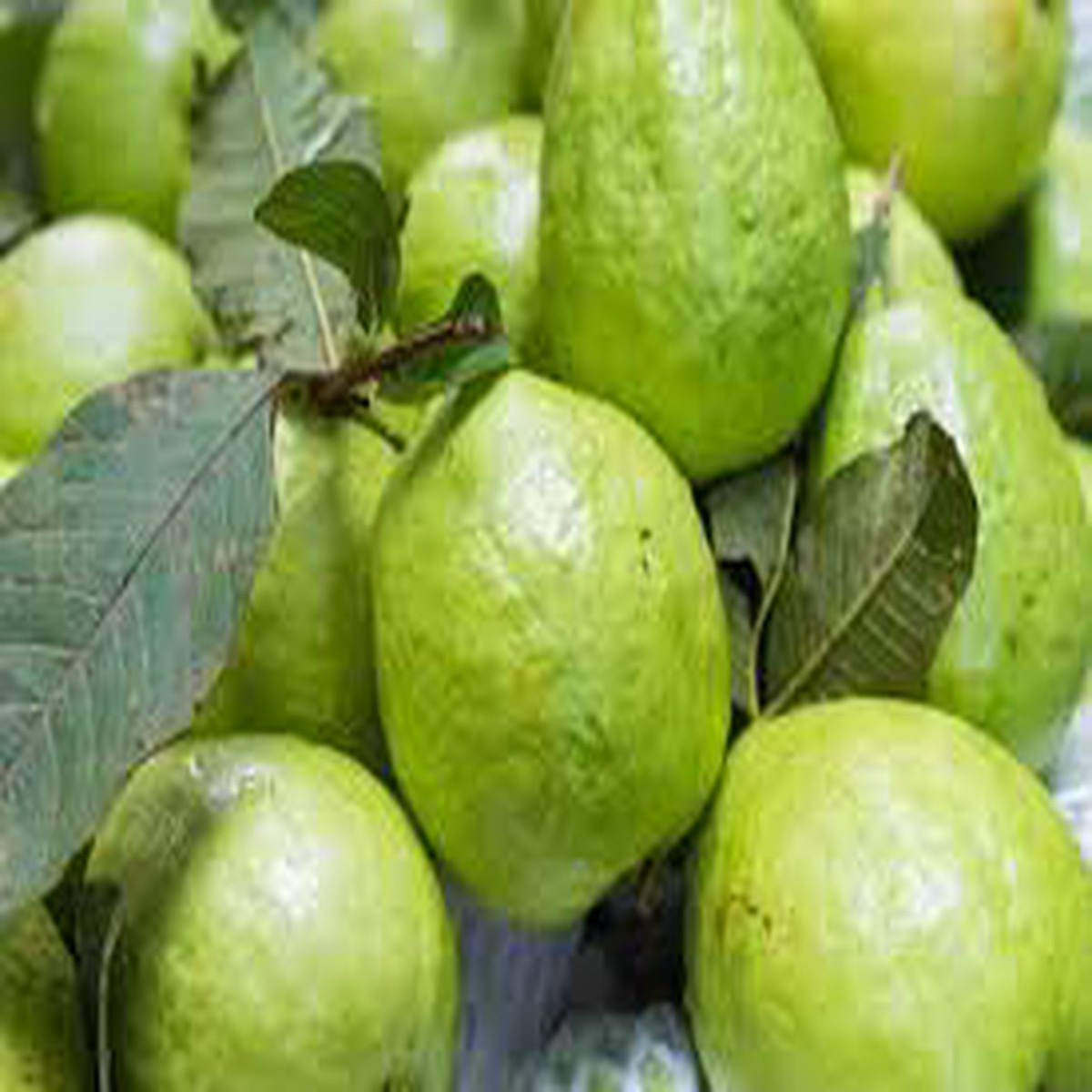 Giant Vietnamese Guava Fruit Seeds for Planting Sweet Tropical, Heirloom, High Germination, Non-GMO Organic Garden Seeds