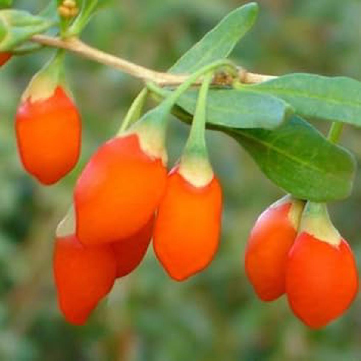 Goji Berry Fruit Seeds Orange Variety, GMO-Free Heirloom Seeds for Home Gardens