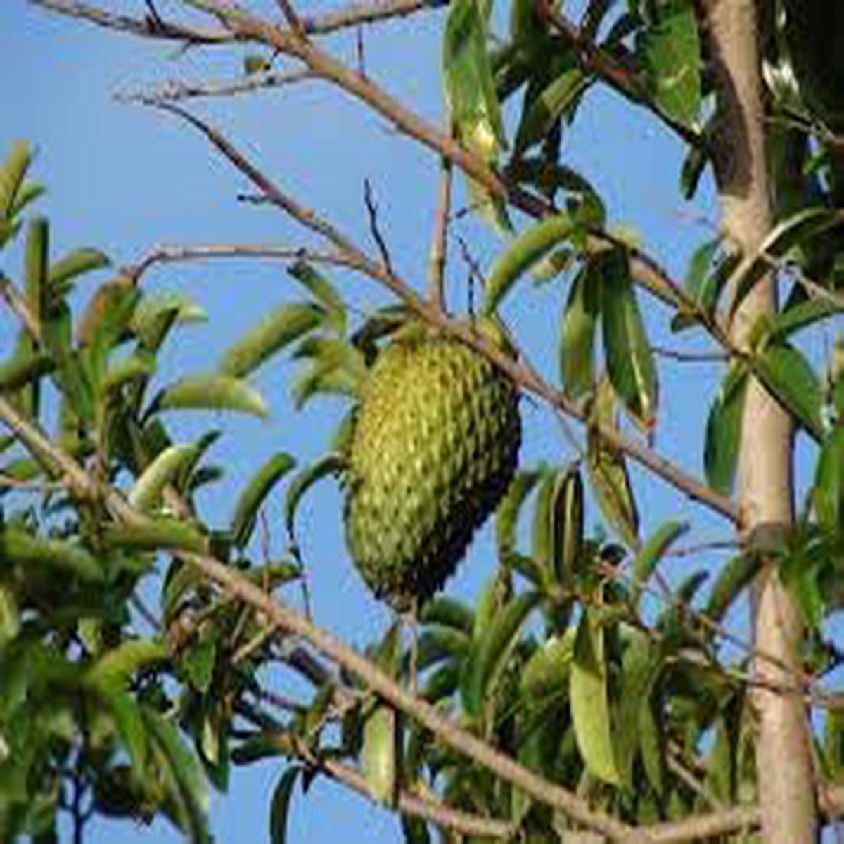 Graviola Fruit Seed Collection for Planting | Heirloom Non-GMO Organic Garden Seeds for Delicious Tangy Fruits