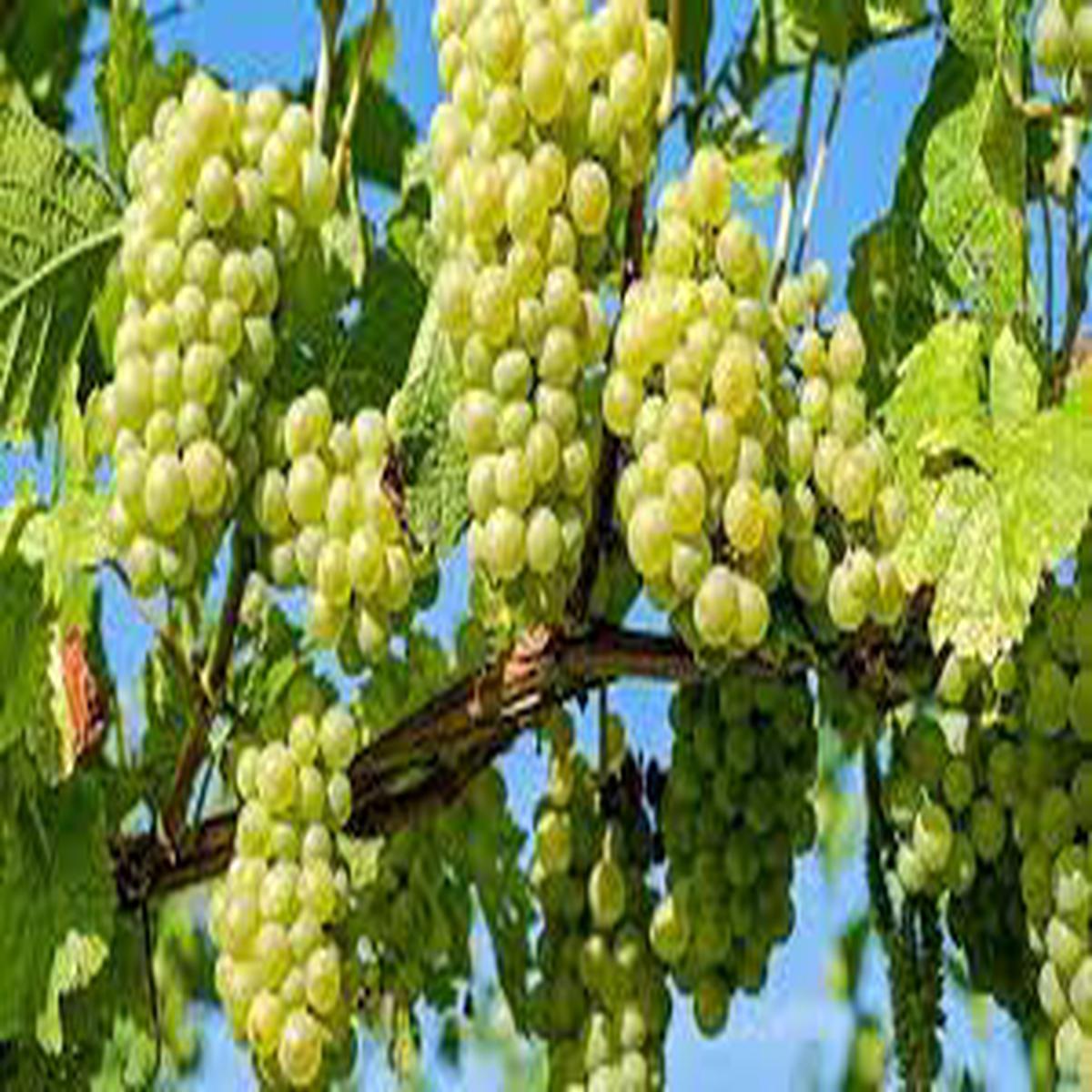 Green Brazilian Grape Fruit Seeds for Planting  Unique Tropical Grapes, Heirloom & Non-GMO Seeds