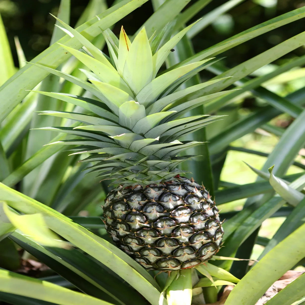 Hilo Pineapple Fruit Seeds for Planting Grow Sweet, Tropical Pineapples, Heirloom & Non-GMO Seeds for Home Garden