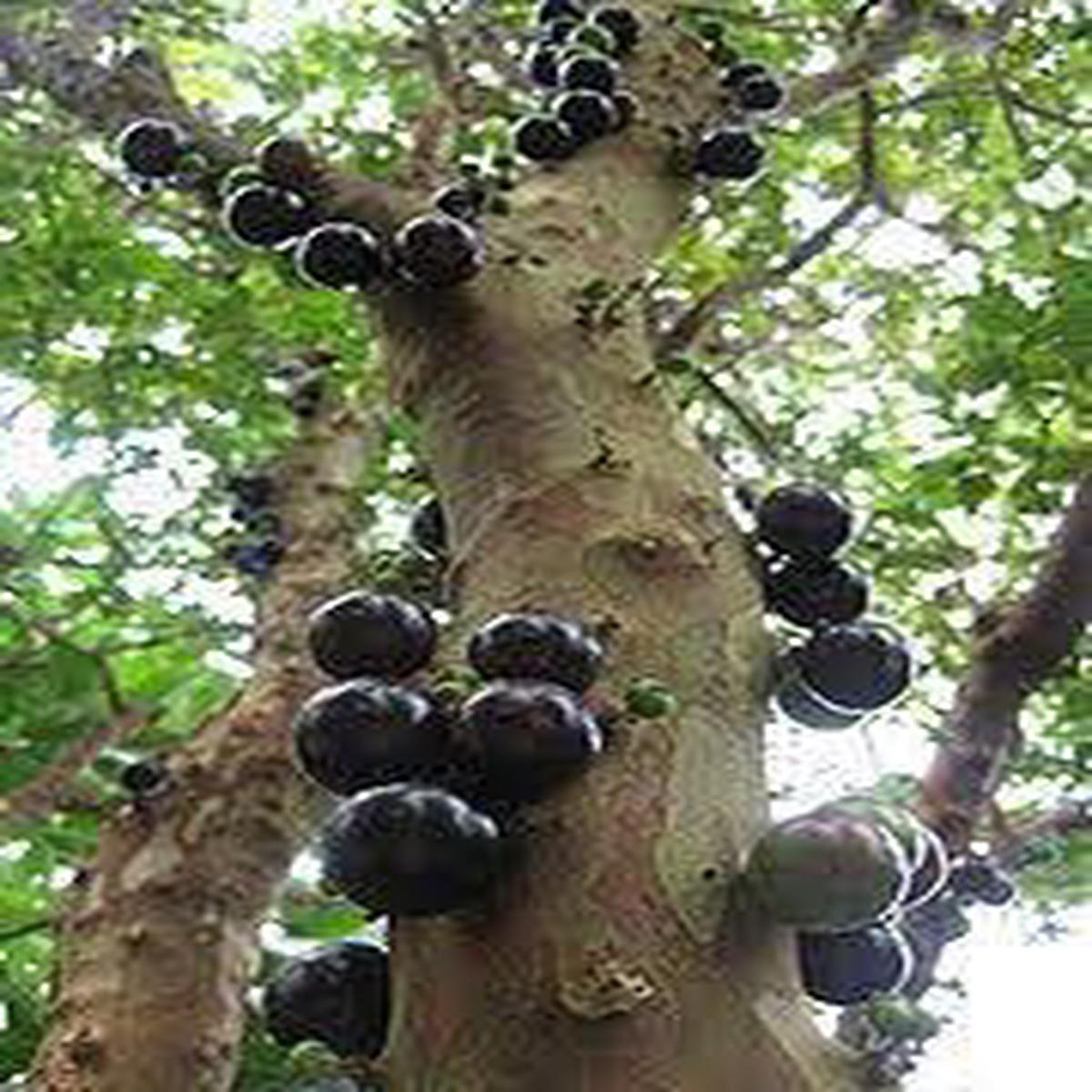 Jaboticaba Fruit Seeds 20pcs, Unique Brazilian Grape Tree for Home Growing, Heirloom & Non-GMO Seeds