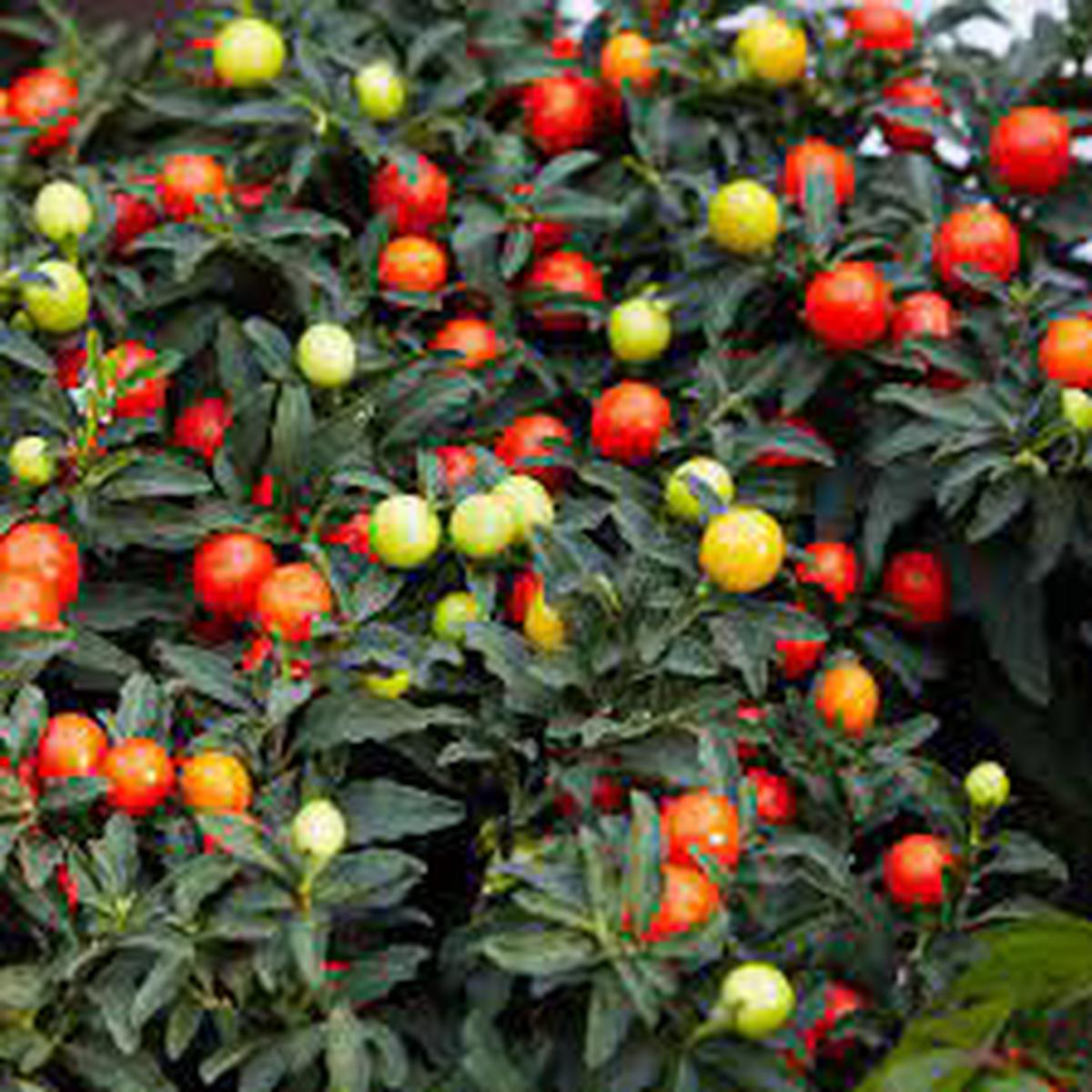 Jerusalem Cherry Fruit Seeds  Unique Landscaping, Heirloom & Non-GMO Seeds for Home Garden Planting