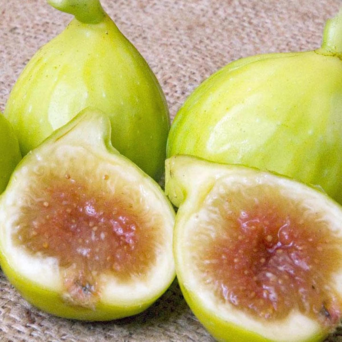 Kadota Fig Seeds for Planting  Heirloom, Non-GMO, High Germination Organic Garden Seeds for Sweet, Golden Figs