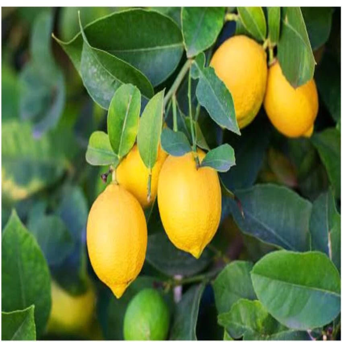 Lemon Tree Seeds for Planting  Fragrant Citrus Fruits, 100 pcs, Heirloom & Non-GMO, High Germination