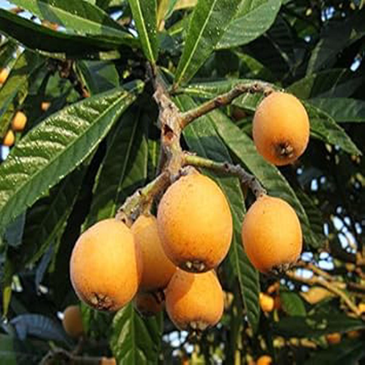 Orange Loquat Medlar Fruit Tree Seeds for Planting  Hardy Tree for Sweet, Tangy Fruits, Heirloom & Non-GMO Seeds
