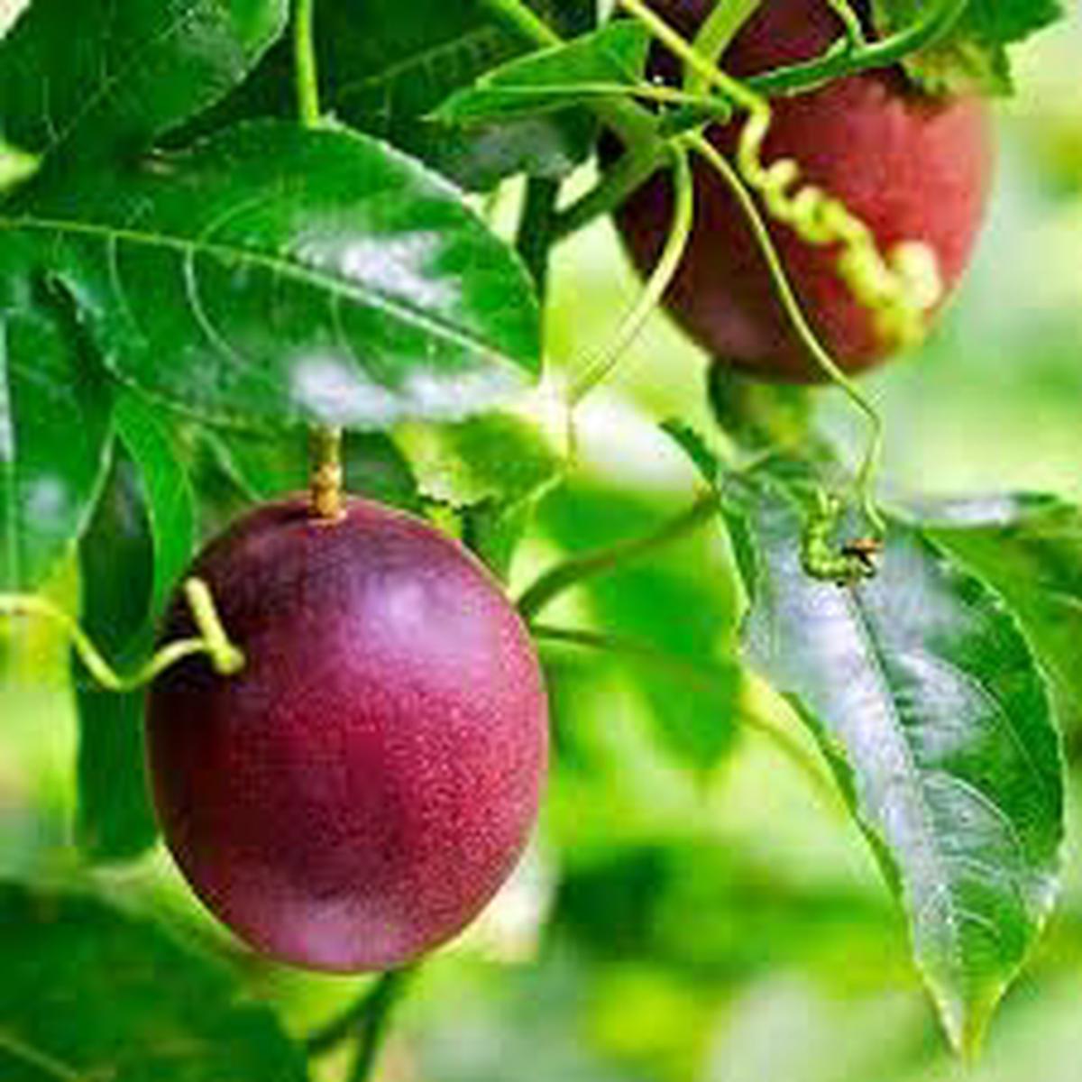 Passion Fruit Seeds for Planting | Heirloom Non-GMO Organic Seeds for Tangy, Refreshing Fruit Vines