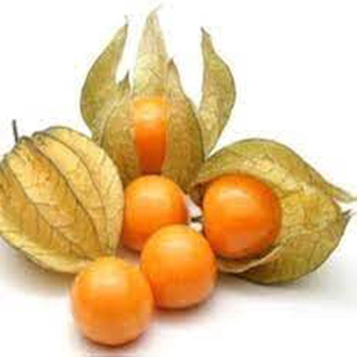 Physalis Seeds Grow Tangy & Nutrient-Rich Berries