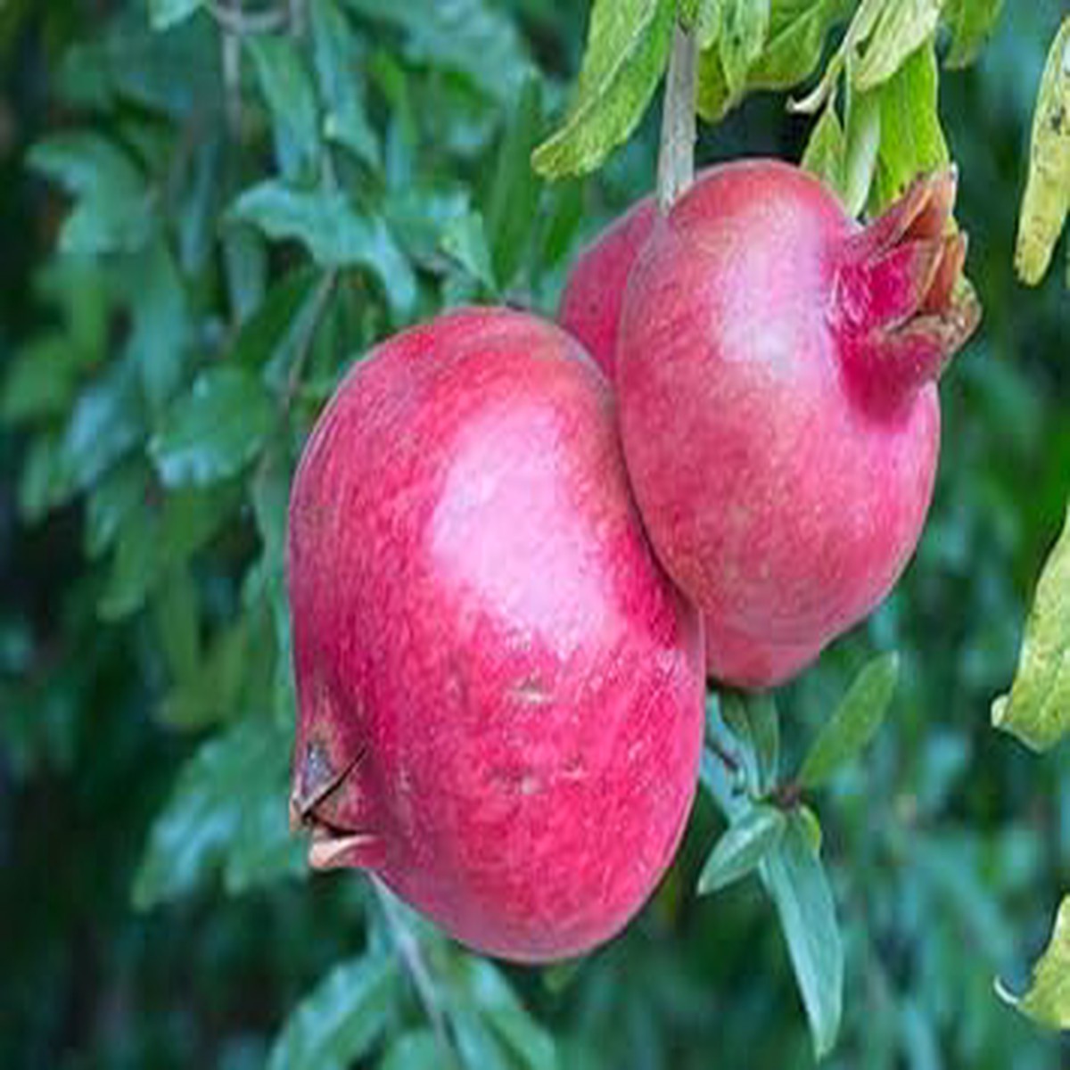 Pink Pomegranate Fruit Seeds  Sweet & Sour, Super Juicy, Vibrant Pink Variety, Heirloom & Non-GMO Seeds