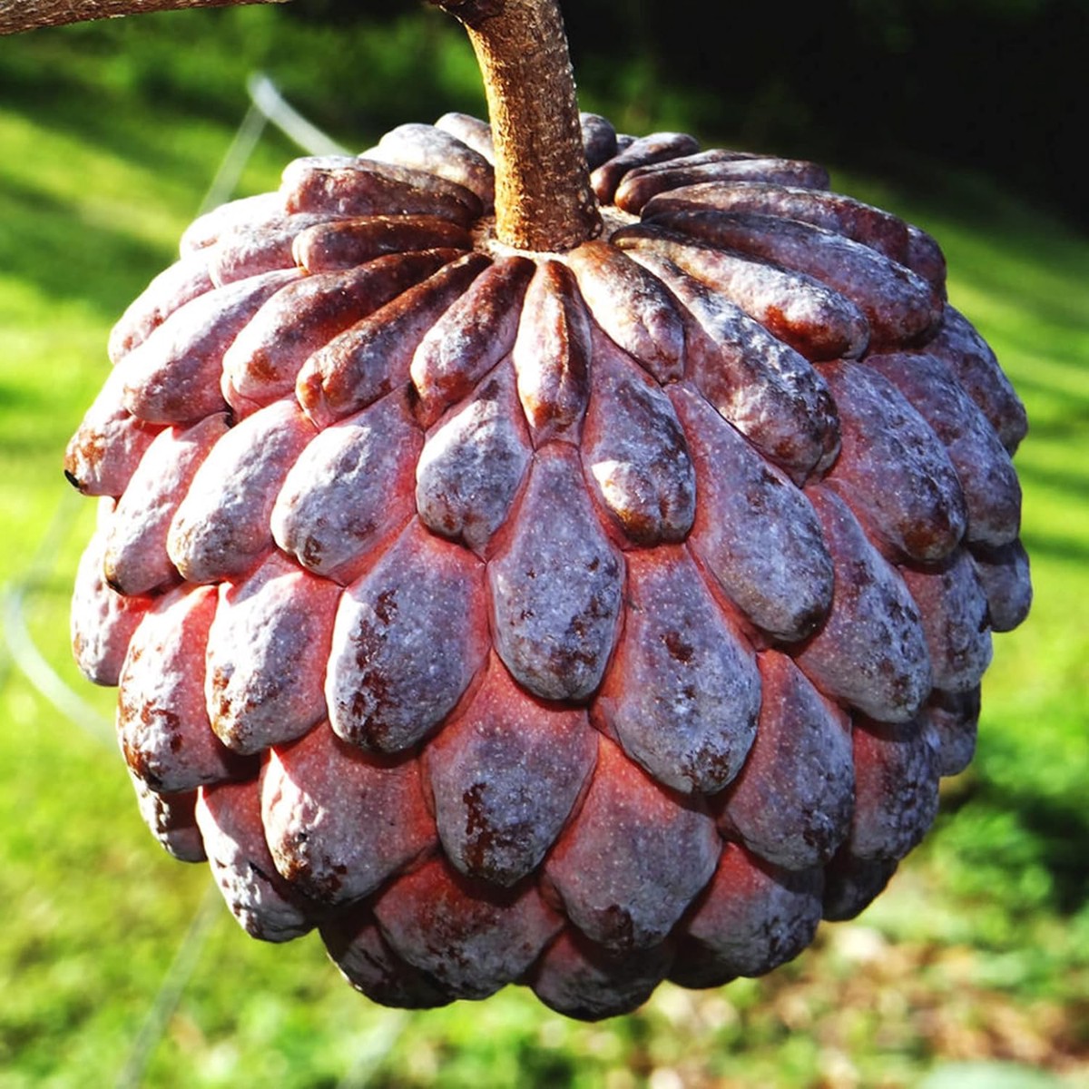 Purple Cherimoya (Sugar Apple) Fruit Seeds for Planting Heirloom Non-GMO High Germination Organic Garden Seeds